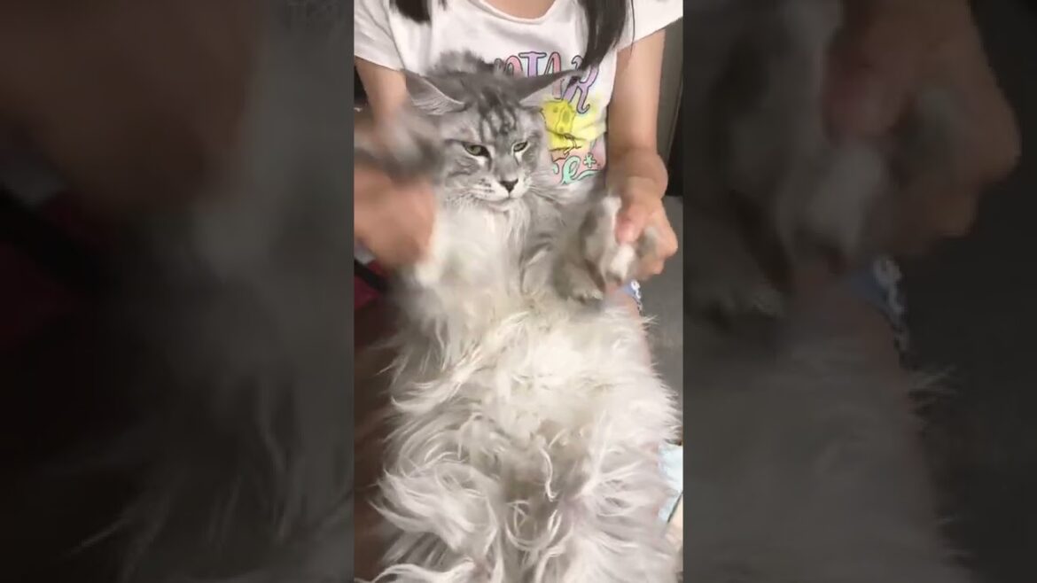 【メインクーン】デカ猫のダンス #shorts