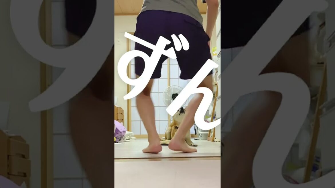型を崩した新しいステップに苦言を呈する柴犬こむぎ　んジャンボリーんミッキー　【あるじのステップ】