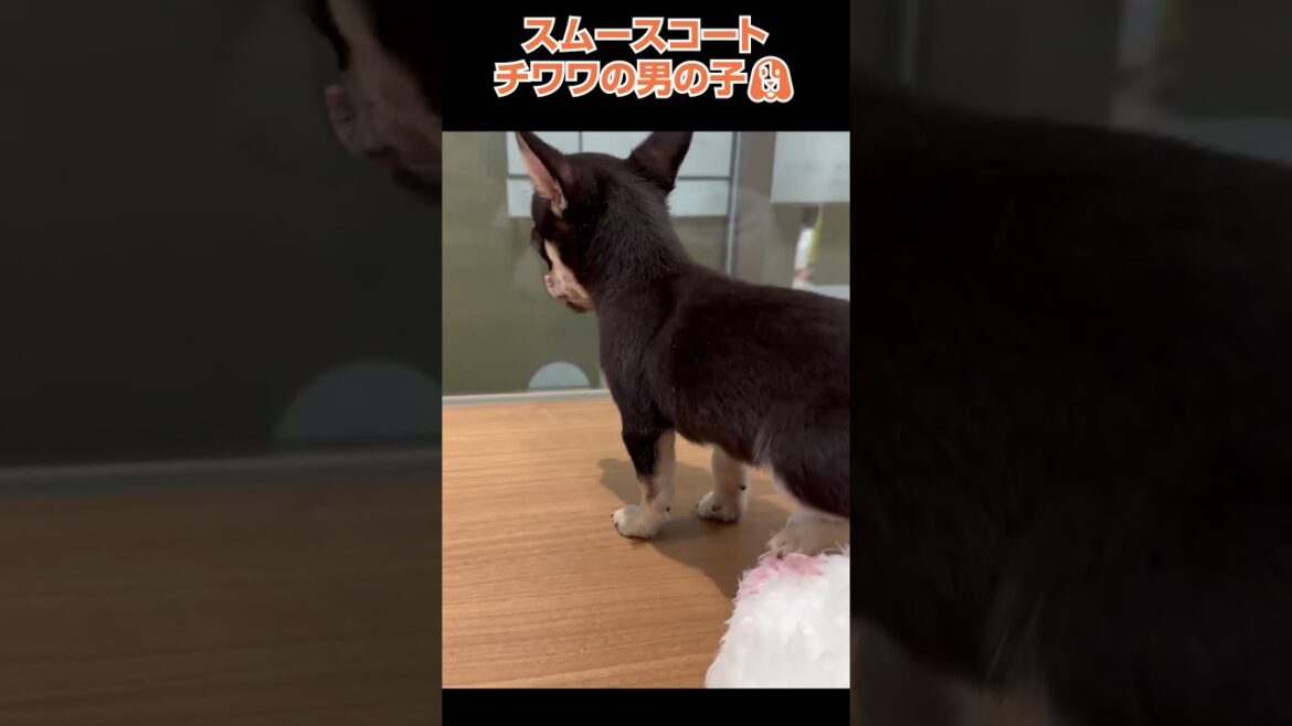 かわいい犬紹介 スムースコートチワワの男の子🐩【横浜ペットショップ ベルドック】#shorts #犬のいる暮らし