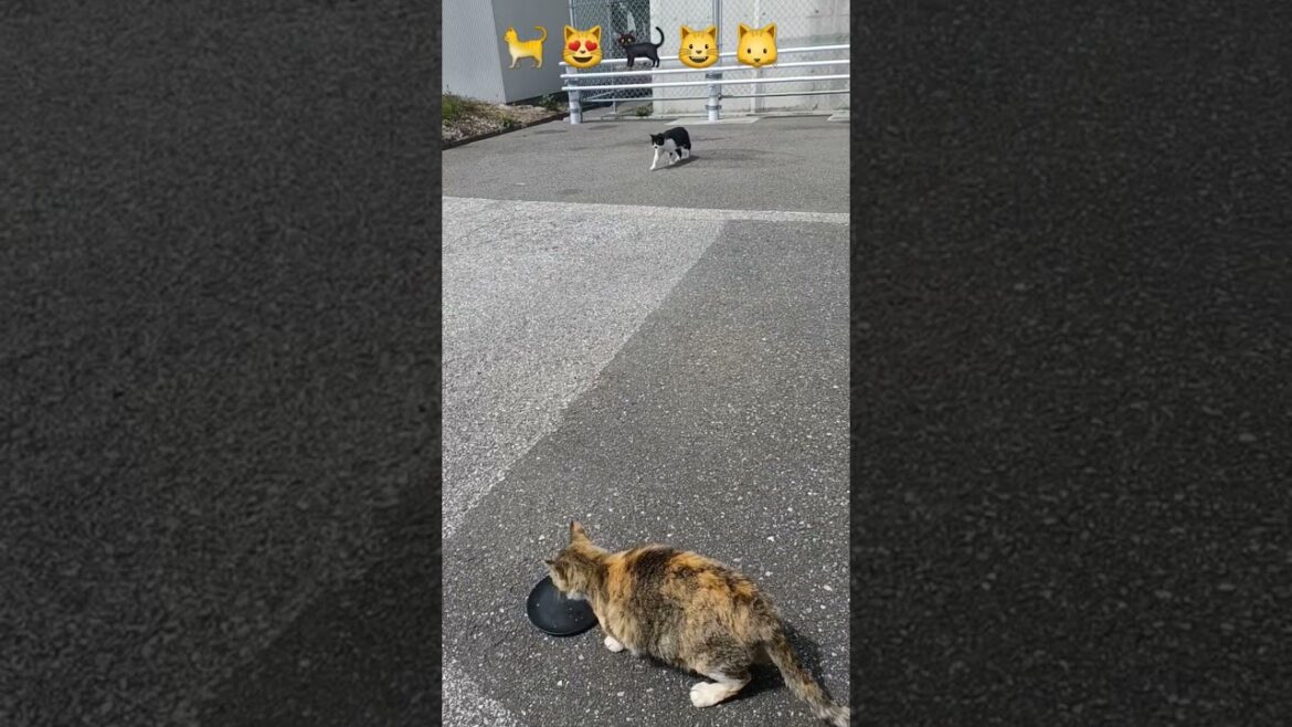 feeding cute straycats in kochi Shi,japan part-15 #日本 #猫 #地域猫 #ねこ動画 #かわいい猫 #cat #shorts #catlover