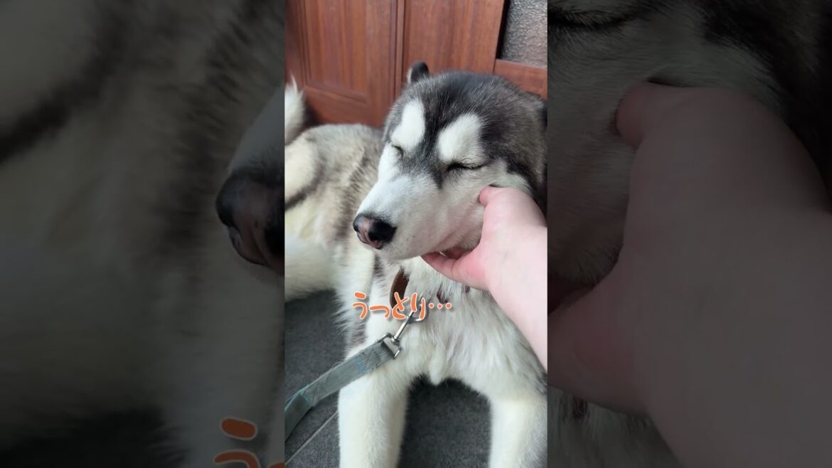 お外でくつろぐ シベリアンハスキー #やまだ