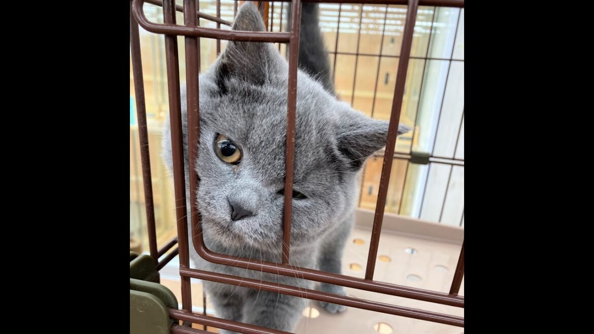 【外ゲージデビュー！】ブリティッシュショートヘアー