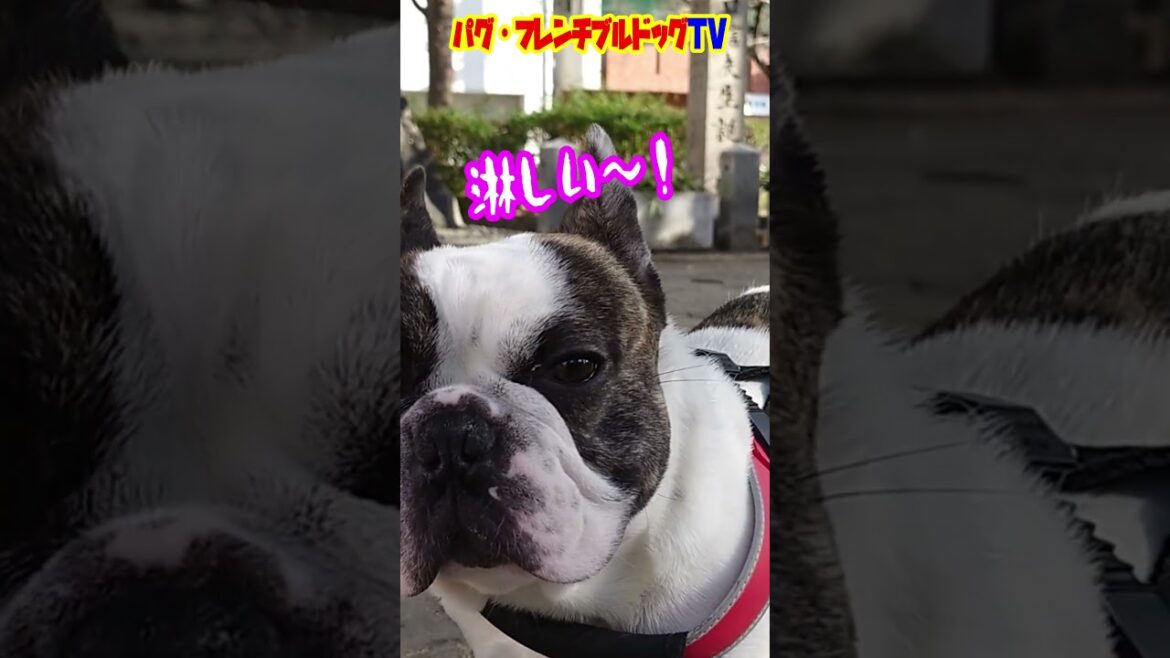 友だちがいなくて淋しがるフレンチブルドッグ　早朝の散歩　『ぶーちゃん日記』