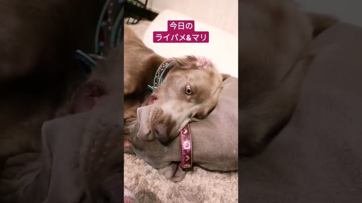 ワイマラナーライパメ&マリ #weimaraner #ワイマラナー #大型犬 #ボーダーコリー #多頭飼い