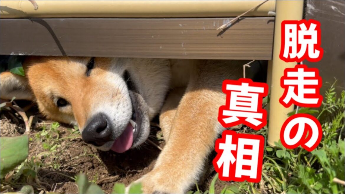 柴犬達が脱走してると聞いて慌てて帰宅した結果、、