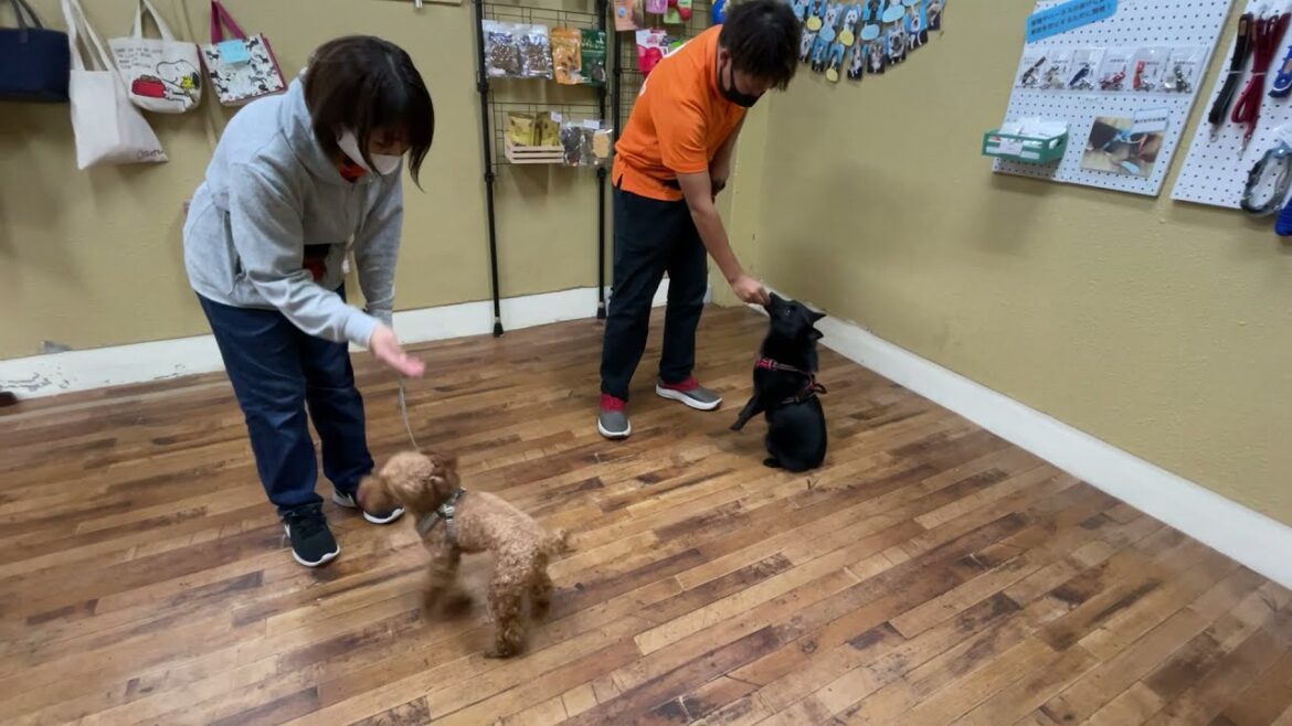 スキッパーキの”オセルくん”と犬慣れの練習！