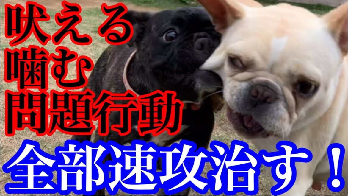 【問題行動】犬が吠える噛む！？ブリーダーなら速攻解決！フレブルの専門家が独自の視点から直す！