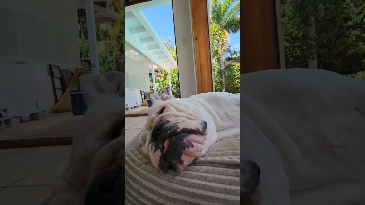 #shorts #deaf 犬をやめました #ハワイ #ブルドッグ #bulldog #short #dog