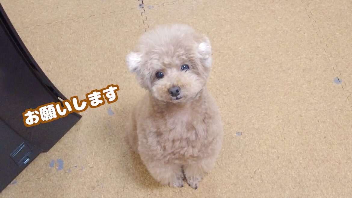 おねだり仕方がかわいいトイプーがこちら