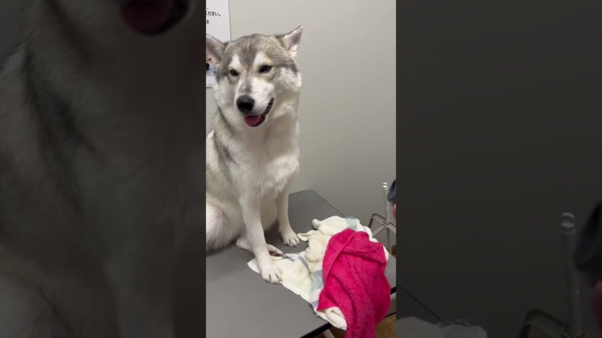 巨大ドライヤーに全く動じないシベリアンハスキー#shorts