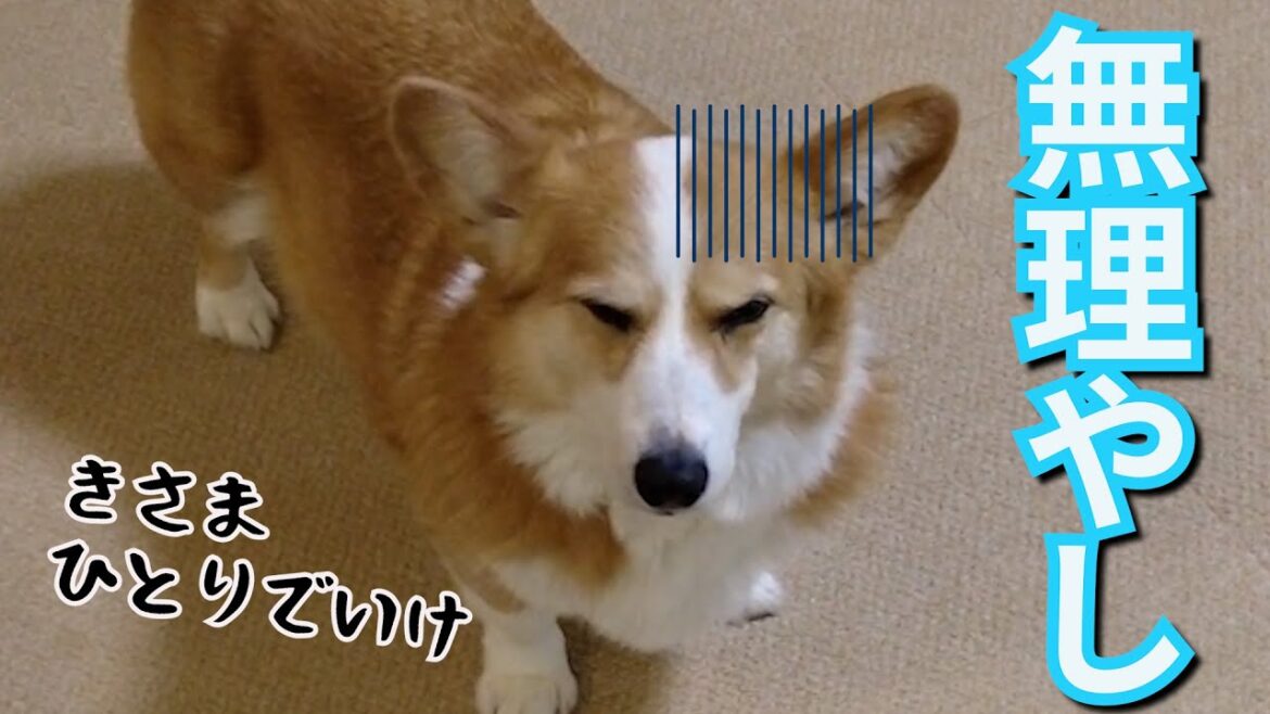 大嫌いな雨の日散歩もお姉ちゃんとならギリいけるコーギー犬