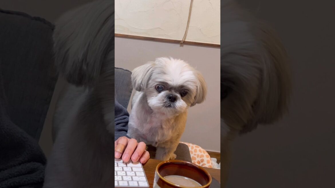 犬を飼うとコーヒーが飲めなくなる理由 #shorts #shihtzu
