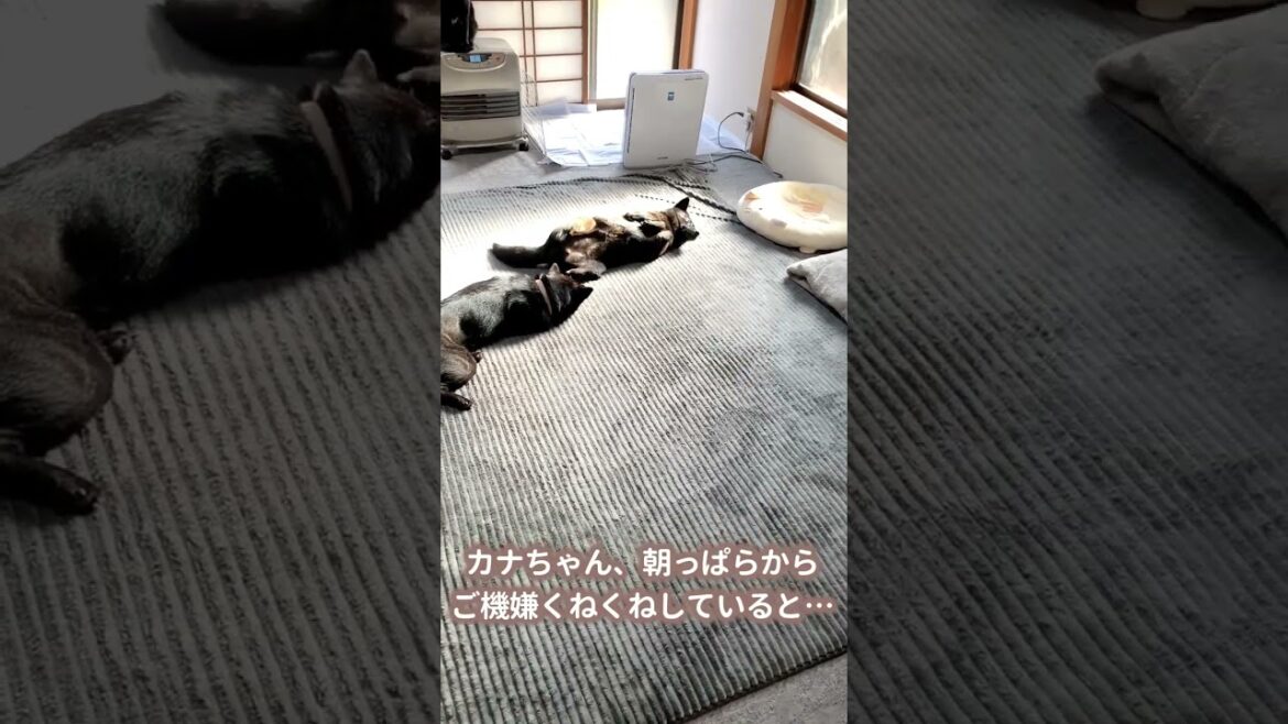 【甲斐犬】ウキウキダンスを見られて気まずそうな犬が可愛すぎる