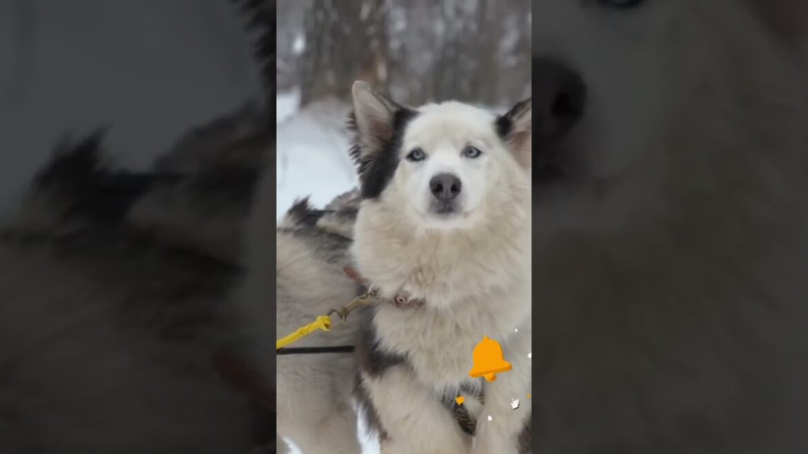 アラスカンマラミュートの解説。飼う前に知るべきこと。