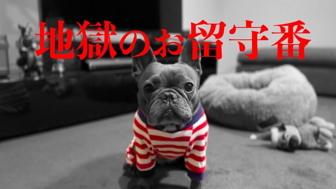 どんな時でも健気にお留守番する犬【急いで帰宅する飼い主】 どんな時でも健気にお留守番する犬【急いで帰宅する飼い主】