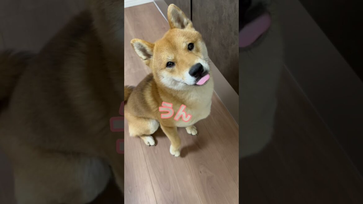 「うん」も「ヤだ」も言える柴犬　#柴犬