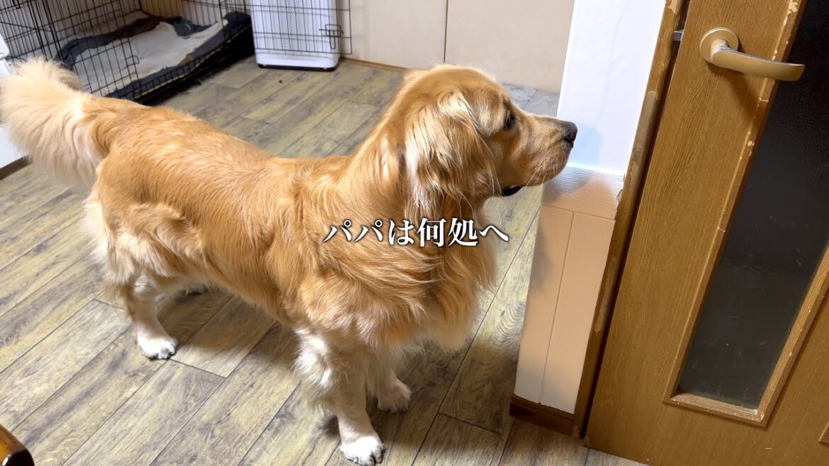 いくらママが言っても聞かないのに、パパの重低音の一言で大人しくなる愛犬