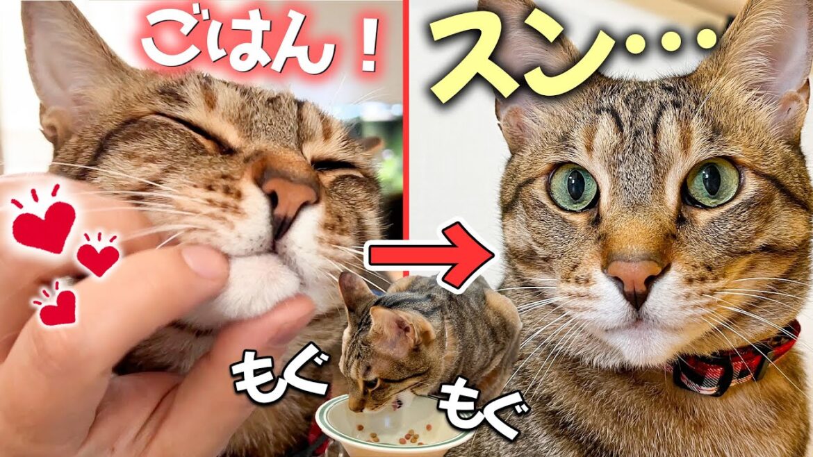 猫はお腹の空いた時だけ飼い主に甘えるって本当なの？？？？実際に観察してみると...