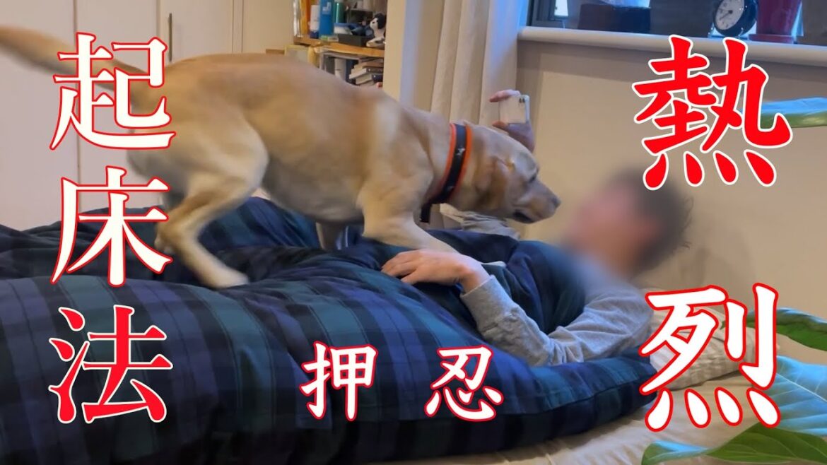 押忍っ❗️お寝坊パパに突撃します‼️【ラブラドールレトリバー】