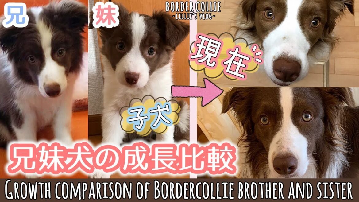 本当の兄妹犬の子犬から成犬までの成長を比較してみた!【ボーダーコリー】/ Growth comparison of Bordercollie brother and sister 本当の兄妹犬の子犬から成犬までの成長を比較してみた!【ボーダーコリー】/ Growth comparison of Bordercollie brother and sister