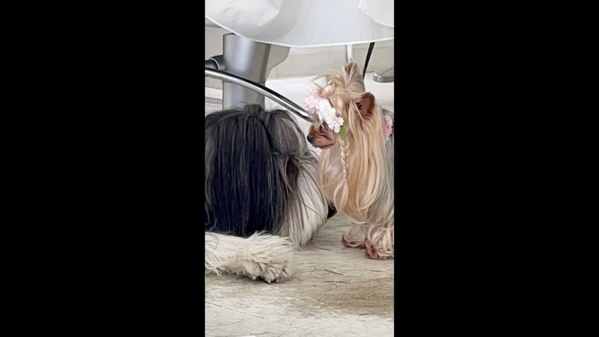 大型犬と小型犬、本気の追いかけっこ #shorts