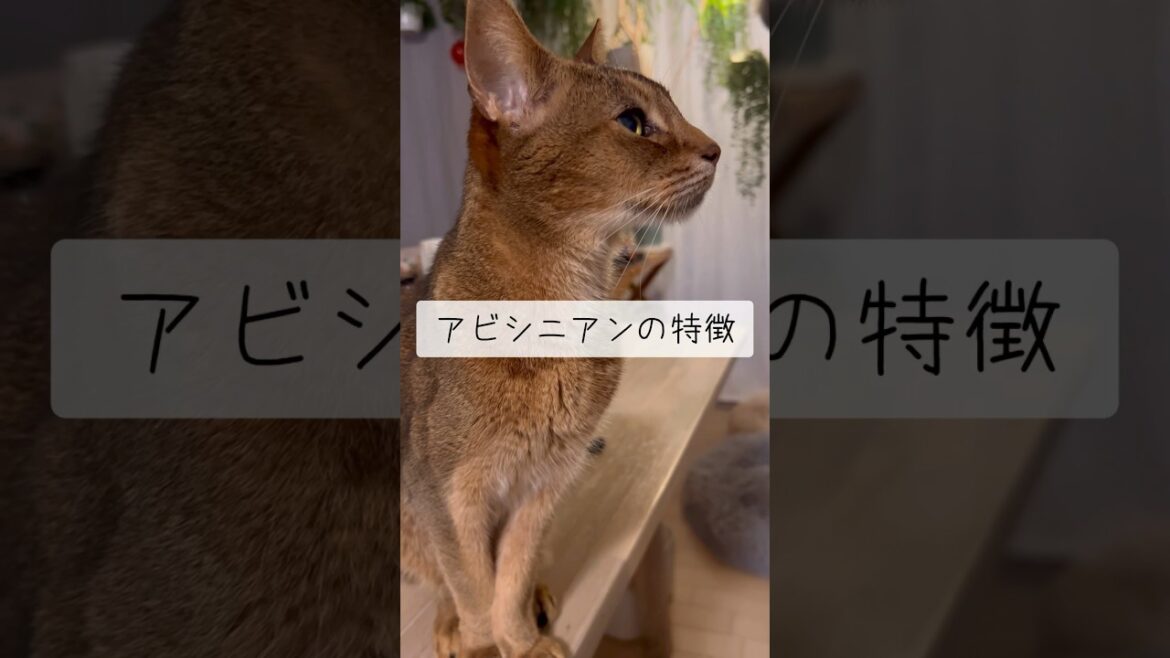 アビシニアンの特徴 #shorts #猫動画 #アビシニアン #cat #まな猫