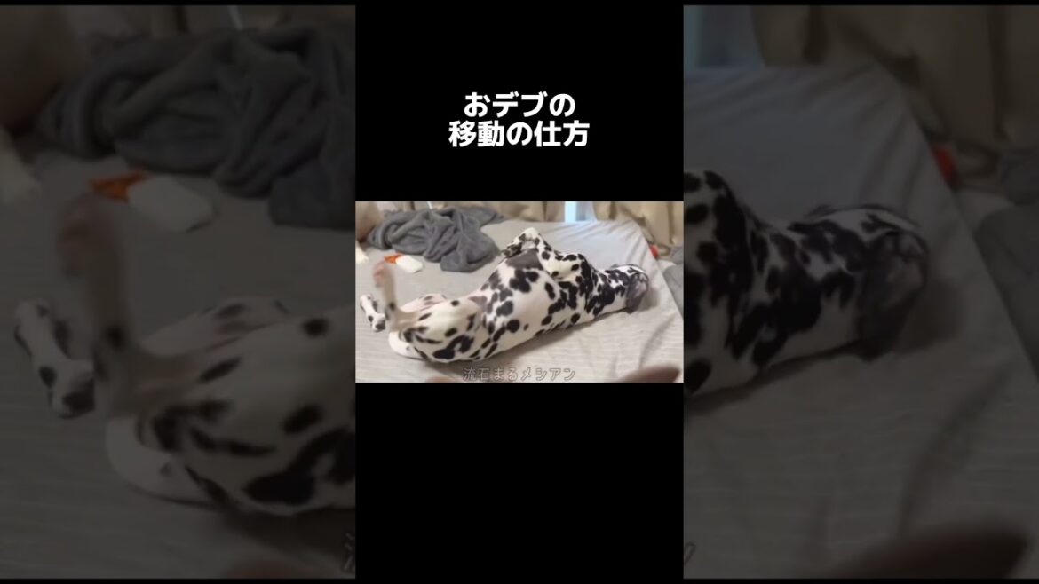 大型犬のおデブの移動の仕方wダルメシアン #shorts