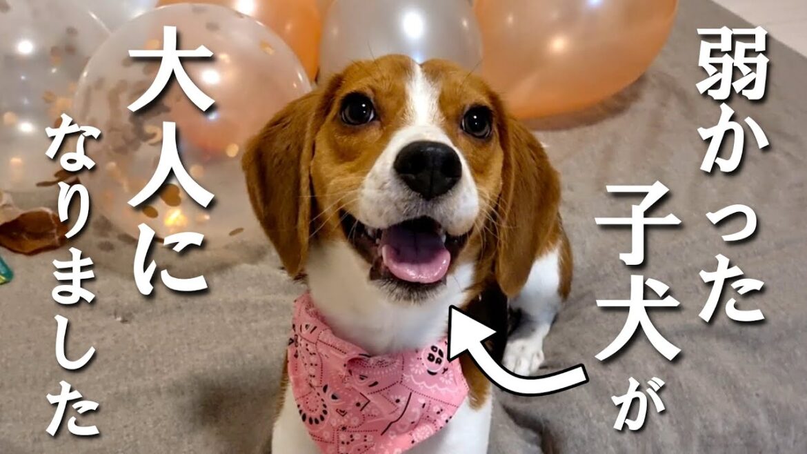 独身男がビーグルの誕生日を祝ったら泣きそうになりました
