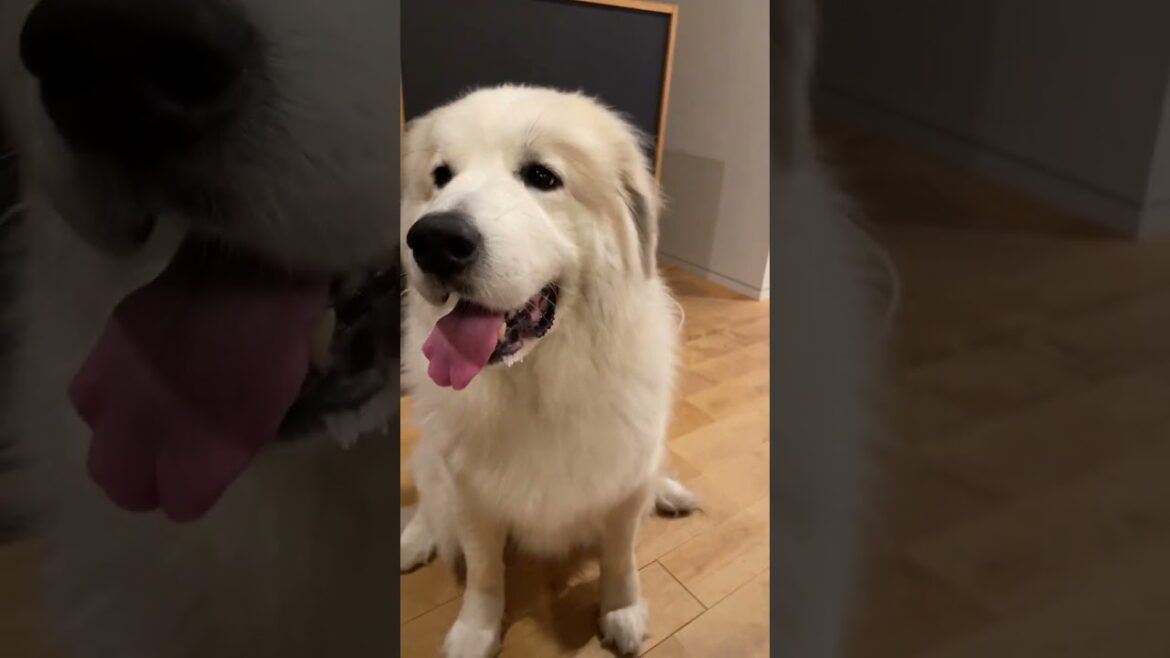 【グレートピレニーズ】可愛い顔からのゲップをする超大型犬Part２＃shorts