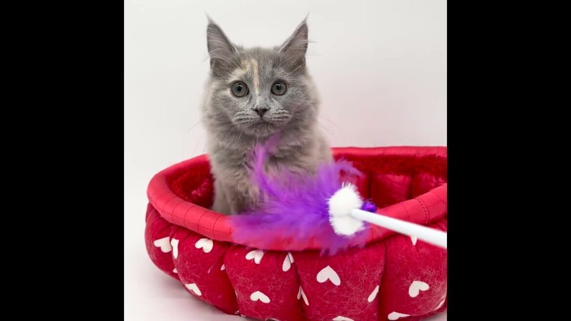 スコティッシュフォールド ブルー&クリーム(ロングヘアー)の女の子♡ スコティッシュフォールド ブルー&クリーム(ロングヘアー)の女の子♡