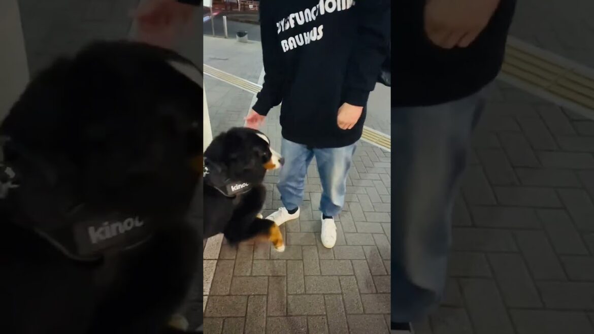 駅で飼い主を待っているバーニーズ【後編】