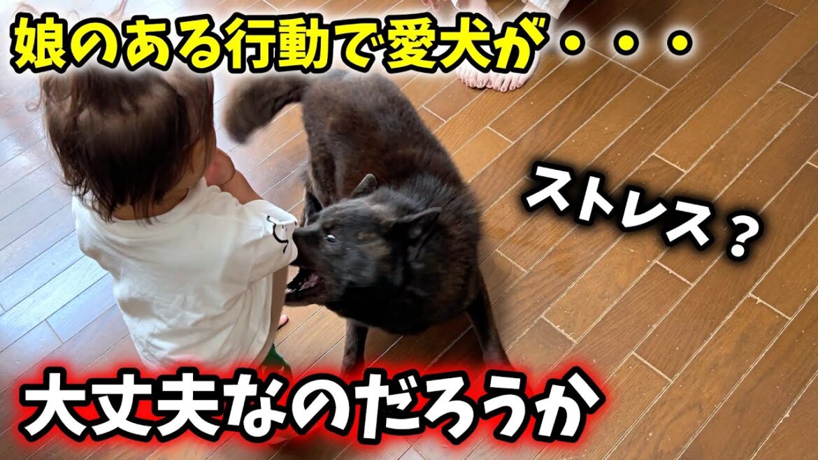 愛犬が娘の新技で変になってしまいました・・・【甲斐犬一休と猫のしずく】 愛犬が娘の新技で変になってしまいました・・・【甲斐犬一休と猫のしずく】