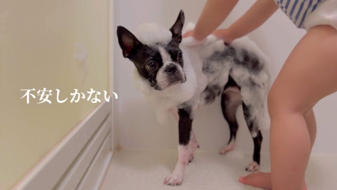 雨で濡れたので風呂に入るwith妹【ボストンテリア】