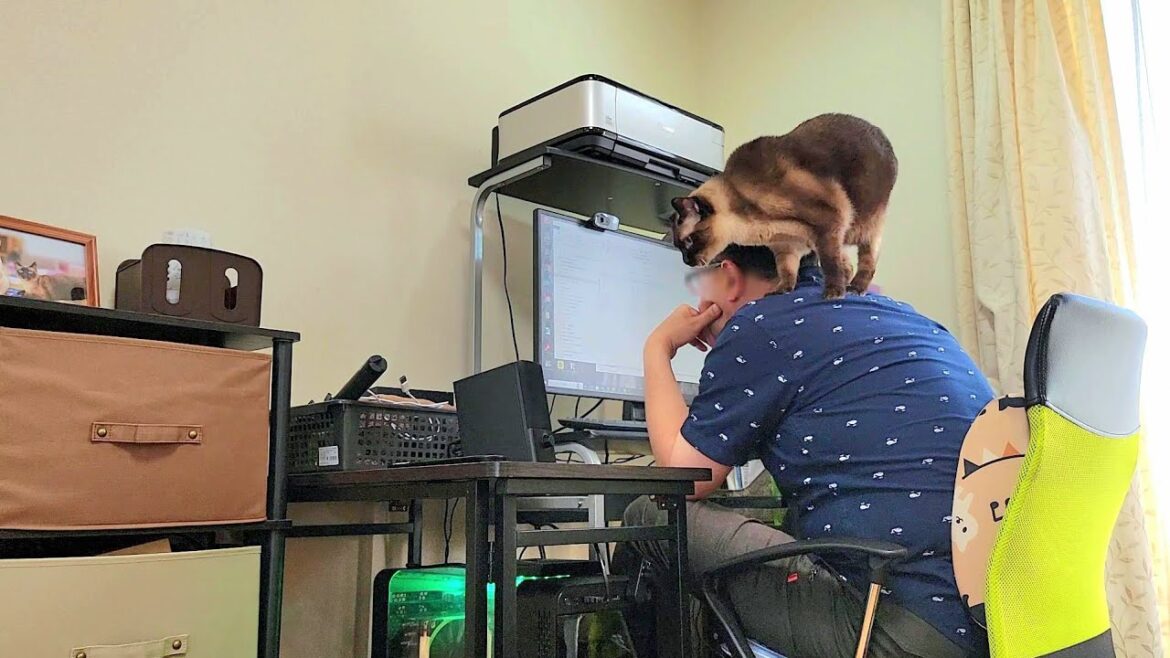 椅子に座る度にこうなるシャム猫が乗り込んでくる過程が可愛い😹 椅子に座る度にこうなるシャム猫が乗り込んでくる過程が可愛い😹