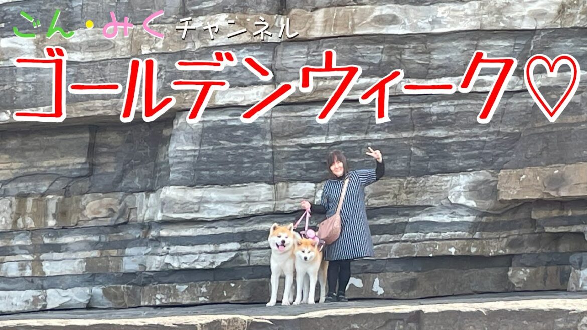 ゴールデンウィーク最終日【GW楽しかった】秋田犬【ごん・みく チャンネル】