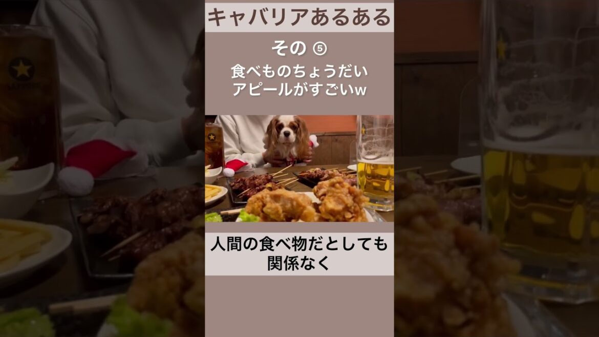 【キャバリア】あるある・特徴その⑤ #shorts 【キャバリア】あるある・特徴その⑤ #shorts