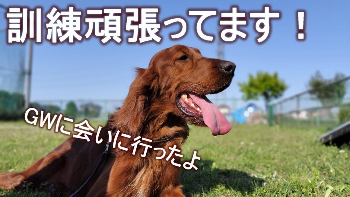 GWなので琥太郎に面会に行ってきました！｜アイリッシュセッター