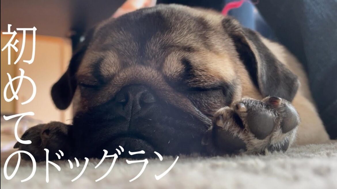 【18パグ目】ストレスのすべてを走りにぶつけるパグ犬【パグ犬】