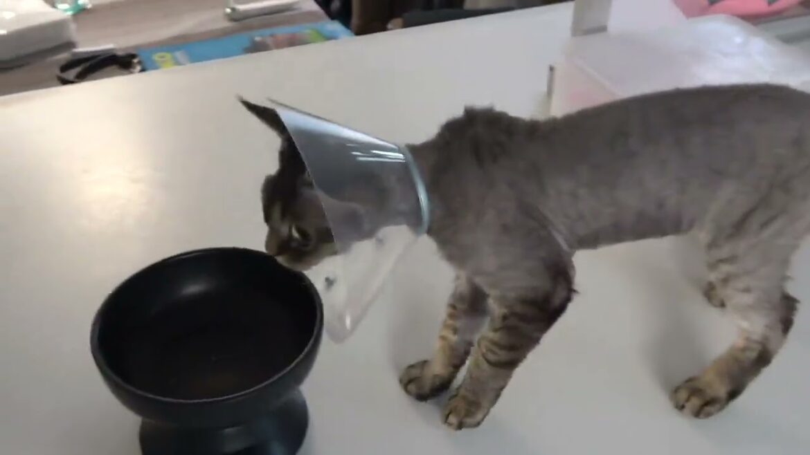 デボンレックス子猫は去勢手術を受けました(Devon Rex kitten had a castration operation)