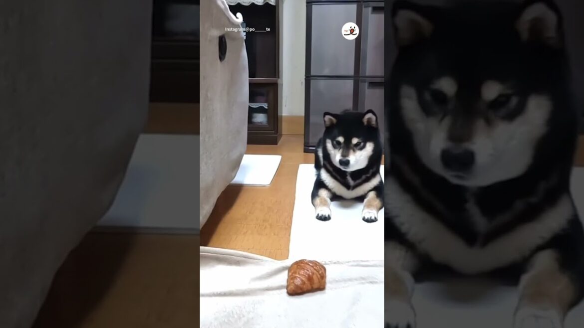 斬新な発想でご褒美にありつく柴犬さん｜PECO