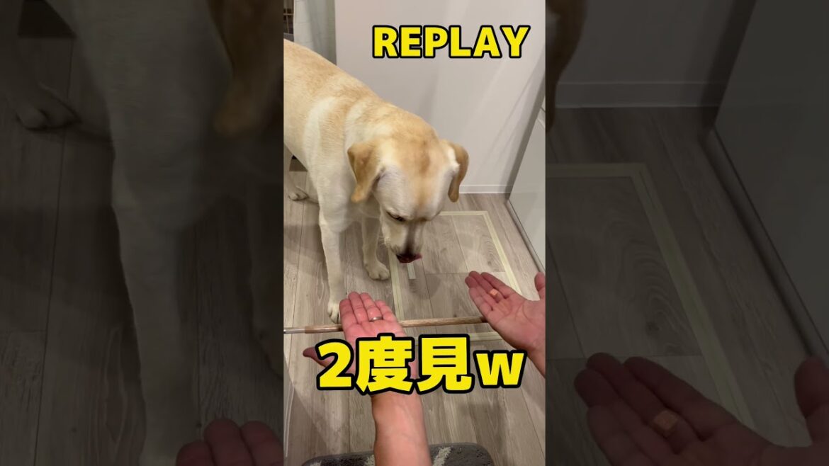 オヤツはどっちか？マヌケなラブラドールレトリバー #shorts #shortvideo #animals