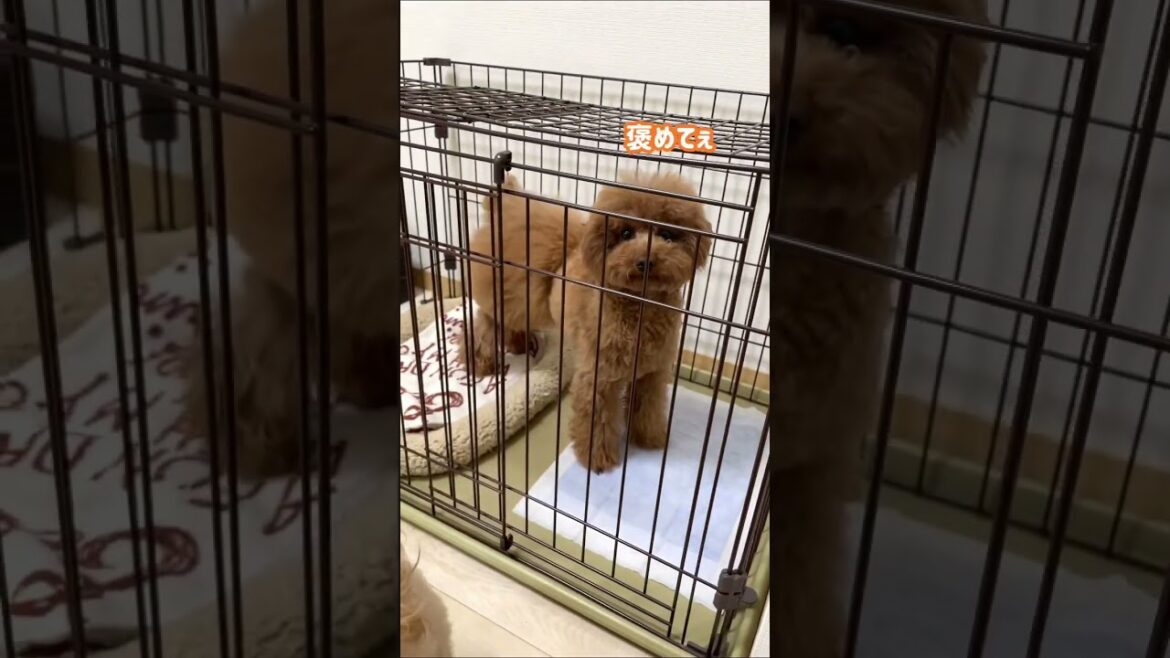 オープンと言ったら自分で扉を開けてケージに入る愛犬 #shorts #トイプードル