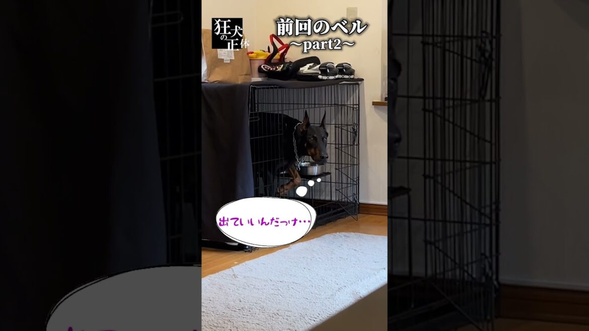 ハウスの回避方法を自ら編み出したドーベルマン