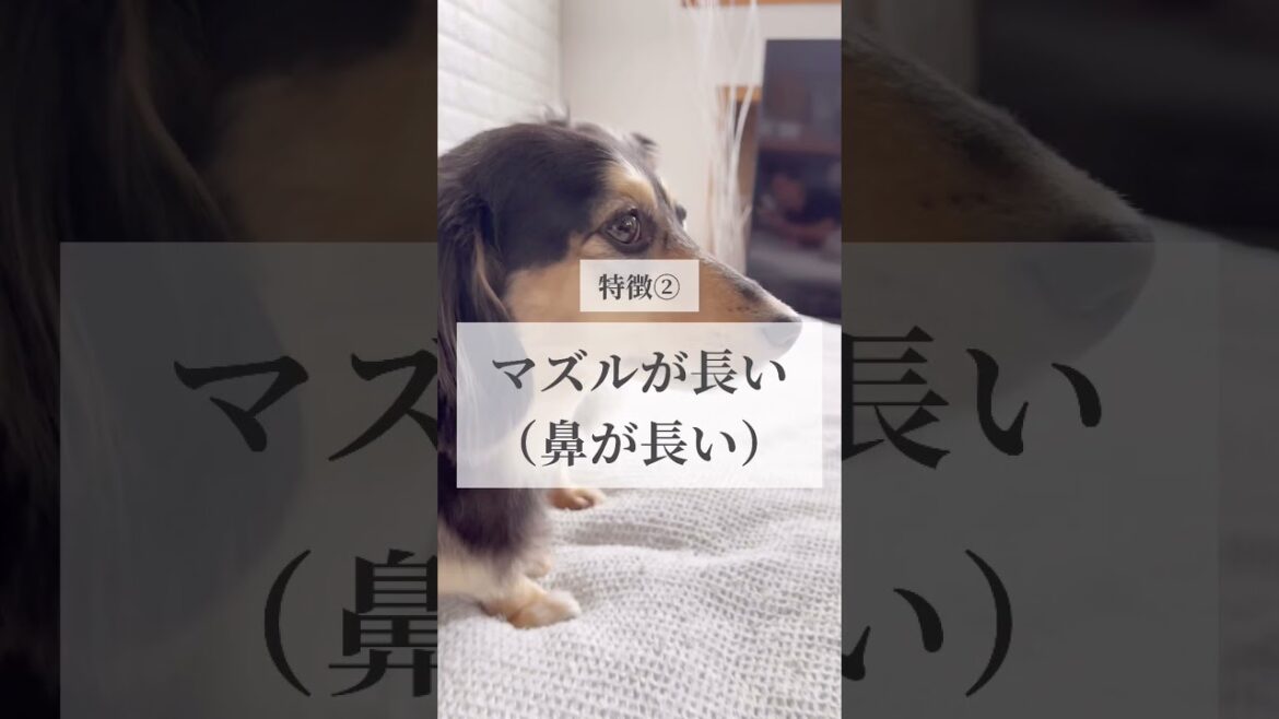 【長生きする犬の特徴】長寿ランキング1位の犬種は？#shorts