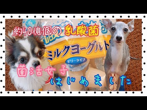 菌活女子になったチワワとイタリアングレーハウンド(イタグレ)【乳酸菌のちから】 菌活女子になったチワワとイタリアングレーハウンド(イタグレ)【乳酸菌のちから】