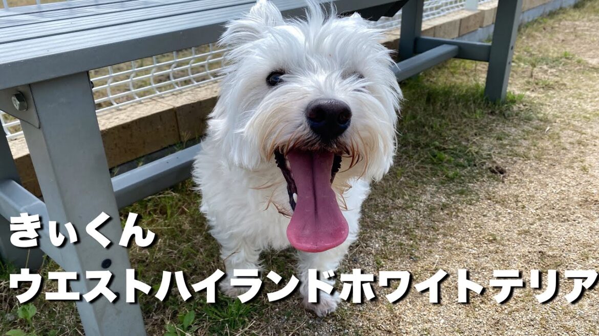 ウエストハイランドホワイトテリア きぃくん ウエストハイランドホワイトテリア きぃくん
