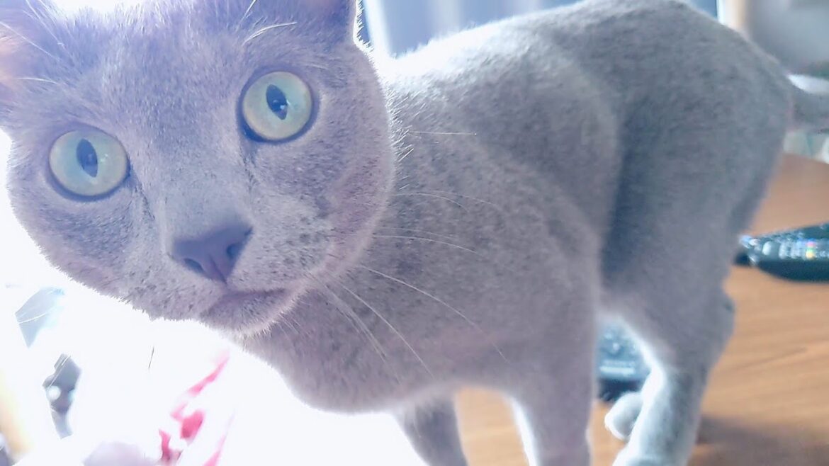 【猫動画】撫でてほしくて迫るロシアンブルー【russianbule】A Russian blue that wants to be stroked and approaches 【猫動画】撫でてほしくて迫るロシアンブルー【russianbule】A Russian blue that wants to be stroked and approaches