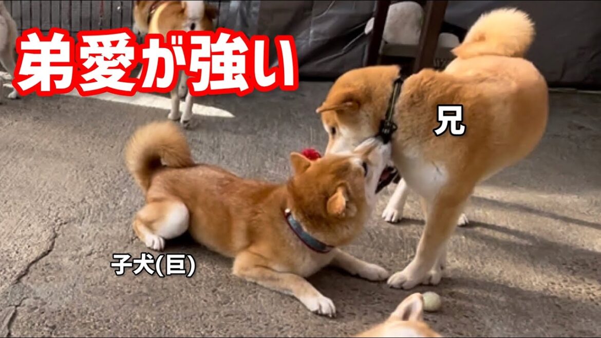 弟愛が強い兄柴犬ですが欲しい物はシラ～と奪いますw