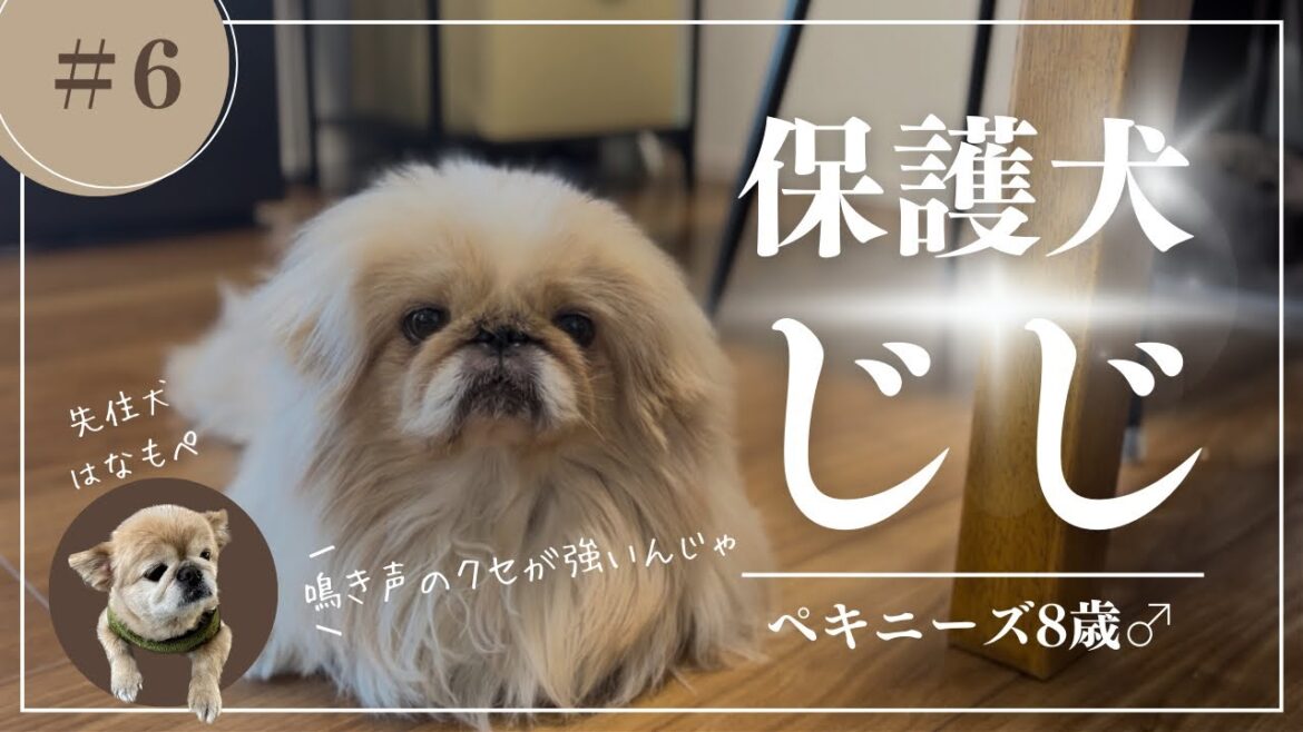 【#6】保護犬ペキニーズの早朝アラート!変わった鳴き声を体験せよ(自然音のみ) 【#6】保護犬ペキニーズの早朝アラート!変わった鳴き声を体験せよ(自然音のみ)