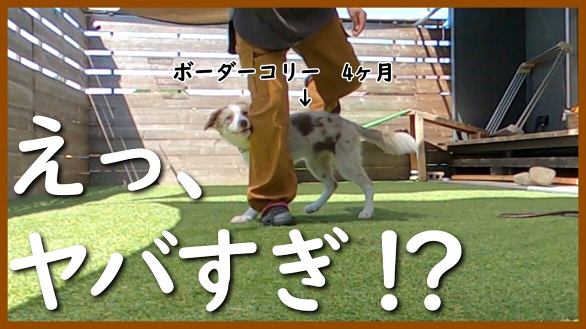 賢すぎ⁉初めてスルー(ウィーブ)やってみた…！【ボーダーコリー】